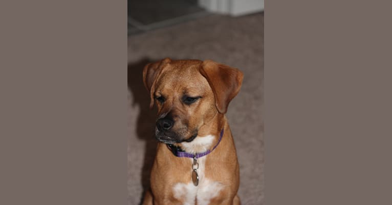 Reesie, a Labrador Retriever and Staffordshire Terrier mix tested with EmbarkVet.com