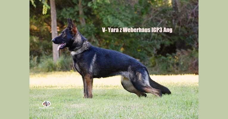 Yara, a German Shepherd Dog tested with EmbarkVet.com