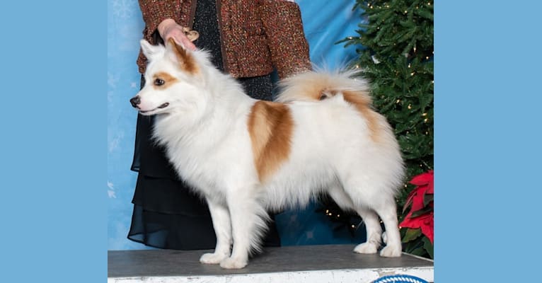 Bjorn, an Icelandic Sheepdog tested with EmbarkVet.com