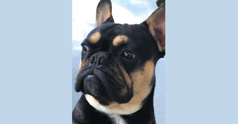 Maximus Von Williams, a French Bulldog (10.2% unresolved) tested with EmbarkVet.com