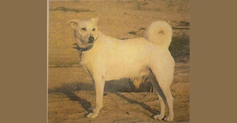 Savvy, an Arabian Village Dog tested with EmbarkVet.com