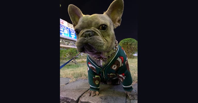 Photo of Romeo, a French Bulldog  in 香港