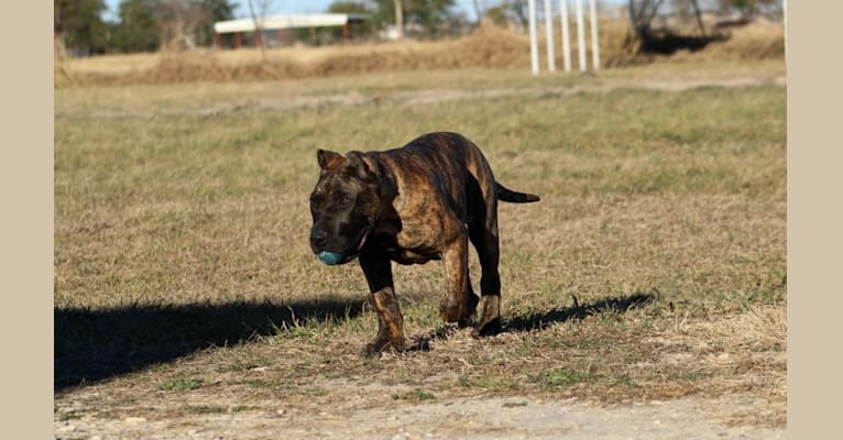 Sicario, a Perro de Presa Canario tested with EmbarkVet.com