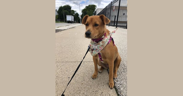 Photo of Mina, a Golden Retriever, American Pit Bull Terrier, Mountain Cur, Russell-type Terrier, Australian Cattle Dog, and Mixed mix in North Carolina, USA