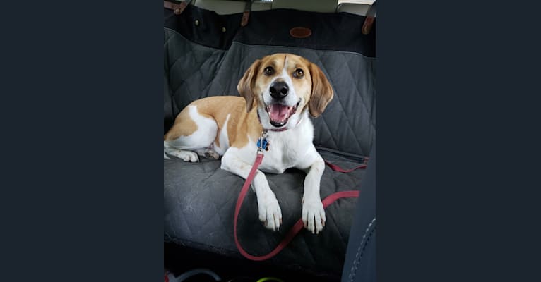 Mollie, a Treeing Walker Coonhound and Beagle mix tested with EmbarkVet.com