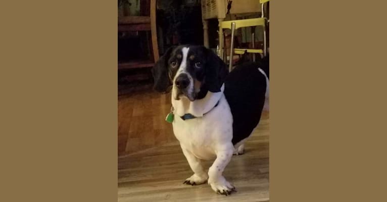 Boston terrier basset hound mix hotsell