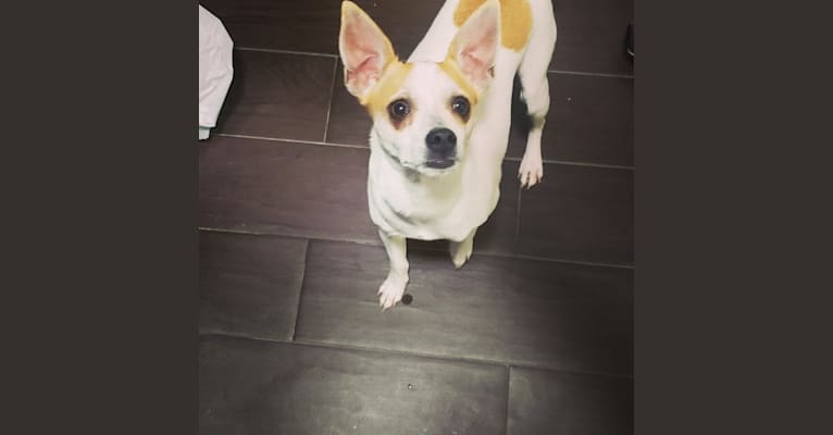 Pokey, a Chihuahua and Rat Terrier mix tested with EmbarkVet.com