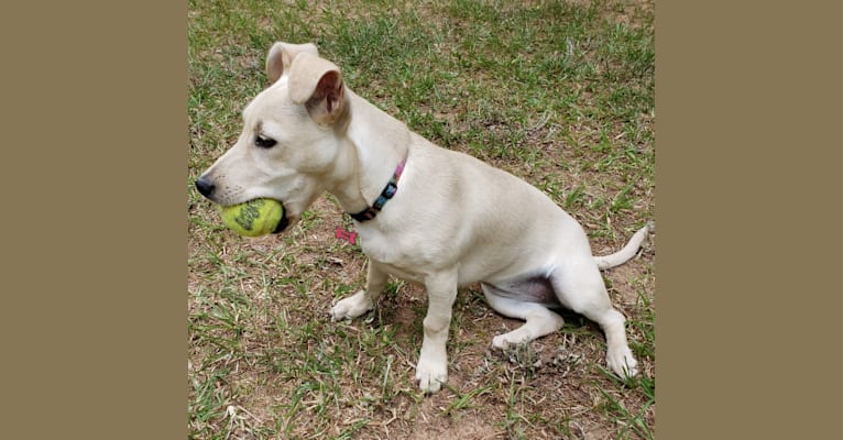 Stella, a Chihuahua and Mountain Cur mix tested with EmbarkVet.com
