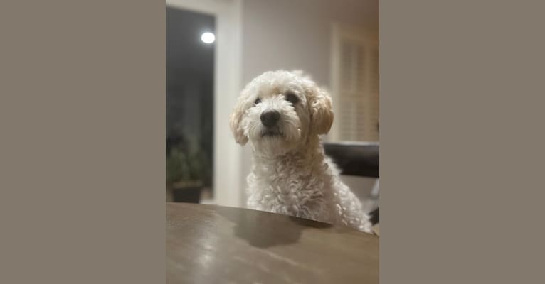 Theo, a Poodle (Small) and Pekingese mix tested with EmbarkVet.com