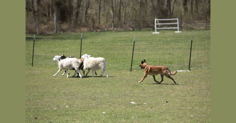Key, a Belgian Shepherd tested with EmbarkVet.com