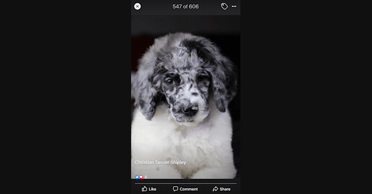 Photo of Poppy, a Poodle (Standard) 
