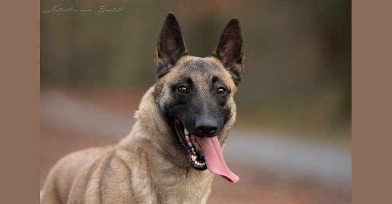 Rikki, a Belgian Shepherd tested with EmbarkVet.com