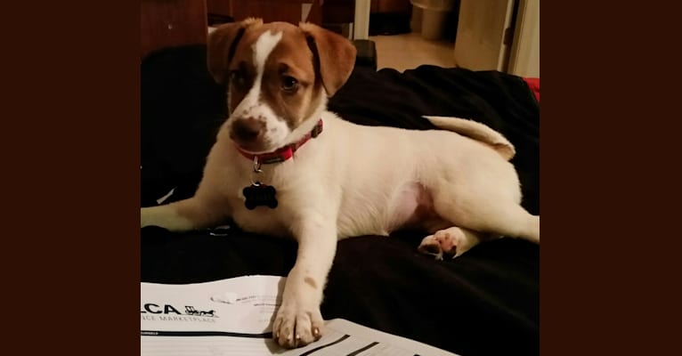Kalli, a Staffordshire Terrier and Australian Shepherd mix tested with EmbarkVet.com