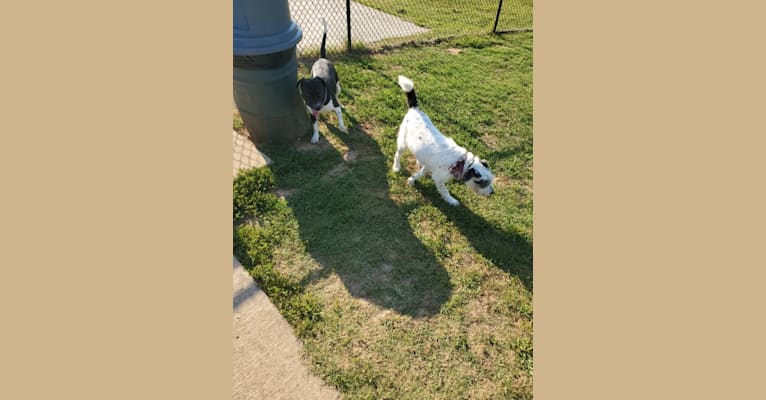 Photo of Volibear, an American Pit Bull Terrier, Labrador Retriever, Catahoula Leopard Dog, Australian Cattle Dog, and Dogo Argentino mix in Illinois, USA