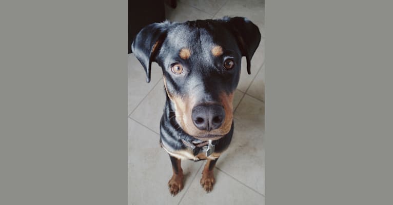Samson, a Rottweiler and German Shepherd Dog mix tested with EmbarkVet.com