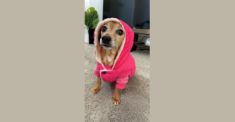 Karen, a Chihuahua and Dachshund mix tested with EmbarkVet.com