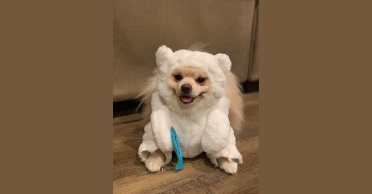 Koda, a Pomeranian tested with EmbarkVet.com