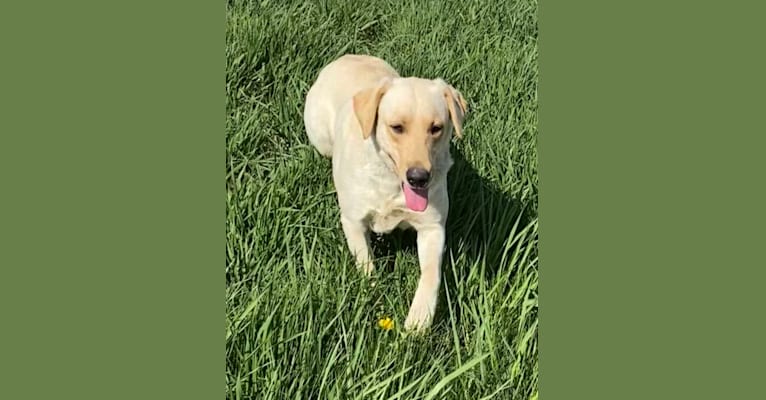 Pixie, a Labrador Retriever tested with EmbarkVet.com