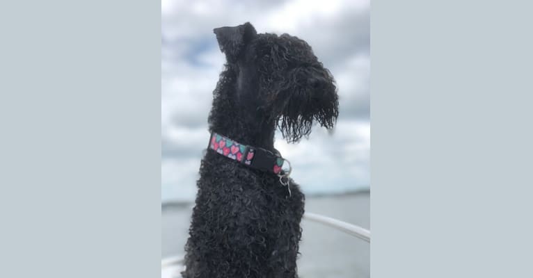 Photo of Alice, a Kerry Blue Terrier  in New Jersey, USA