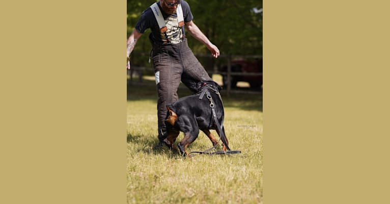 Kratos Raiju, a Rottweiler tested with EmbarkVet.com