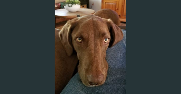 Chesapeake bay retriever beagle mix clearance
