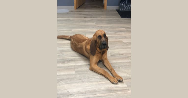 Peterbuilt, a Bloodhound tested with EmbarkVet.com