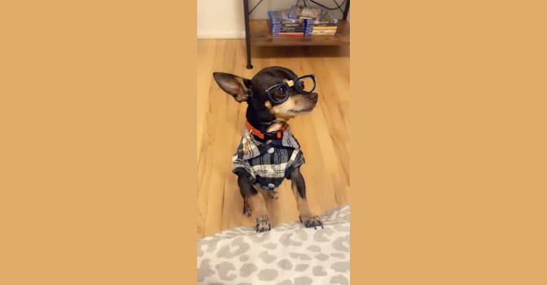 Domino, a Chihuahua and Miniature Pinscher mix tested with EmbarkVet.com