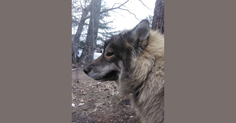 Wolf, a Siberian Husky tested with EmbarkVet.com