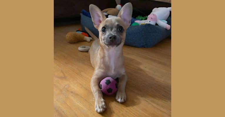 Kirby, a Chihuahua and Poodle (Small) mix tested with EmbarkVet.com