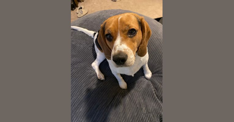 Photo of Chip, a Beagle  in Maryland, USA