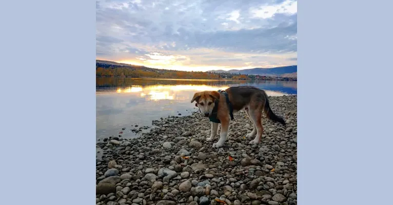 Photo of Yote, a Siberian Husky, Border Collie, Pomeranian, and Mixed mix in Wenatchee, Washington, USA