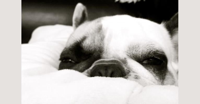 Photo of Sasha, a French Bulldog  in California, USA