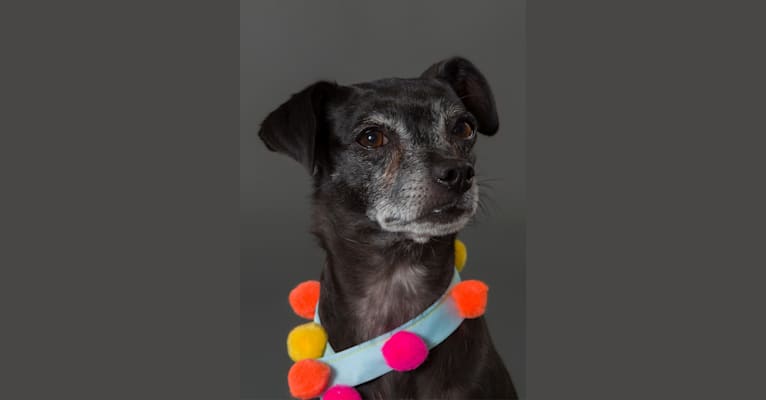 Photo of Penny, a Pug, Poodle (Small), Miniature Schnauzer, and Mixed mix in Leander, Texas, USA