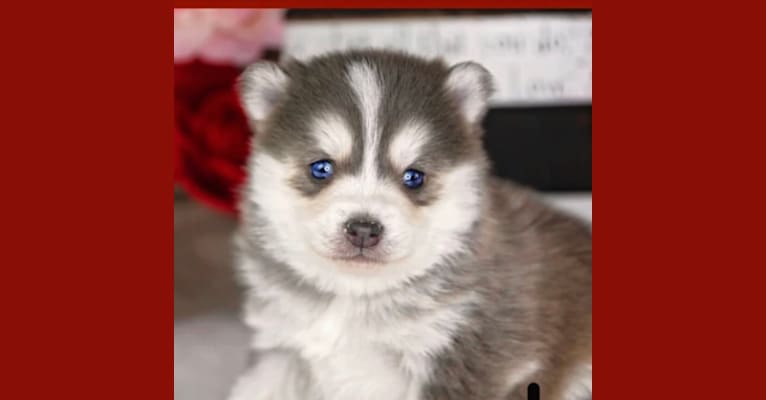 Arctic Hazel’s pup, a Pomsky tested with EmbarkVet.com
