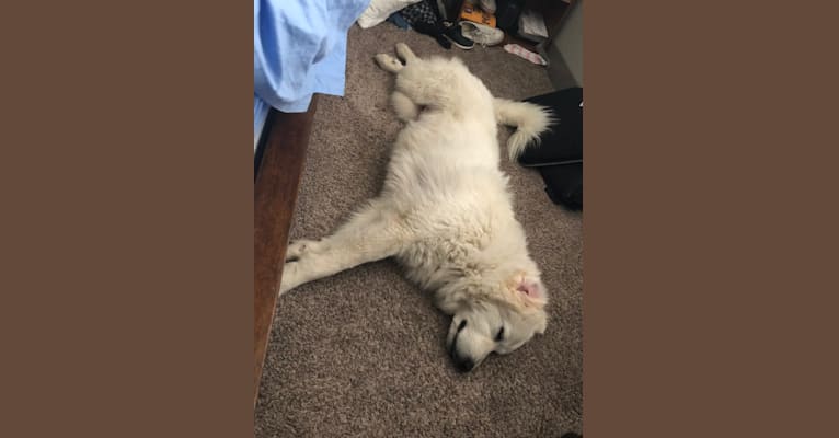 Looney “Chik’in Mini Bandit” Bear, a Great Pyrenees tested with EmbarkVet.com