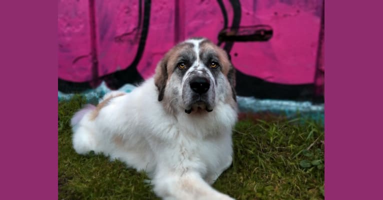 Shammy, a Great Pyrenees tested with EmbarkVet.com