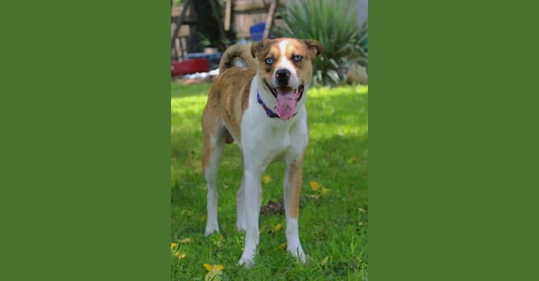 Thor, a Boston Terrier and Siberian Husky mix tested with EmbarkVet.com