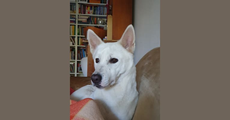 Suri, a Canaan Dog tested with EmbarkVet.com