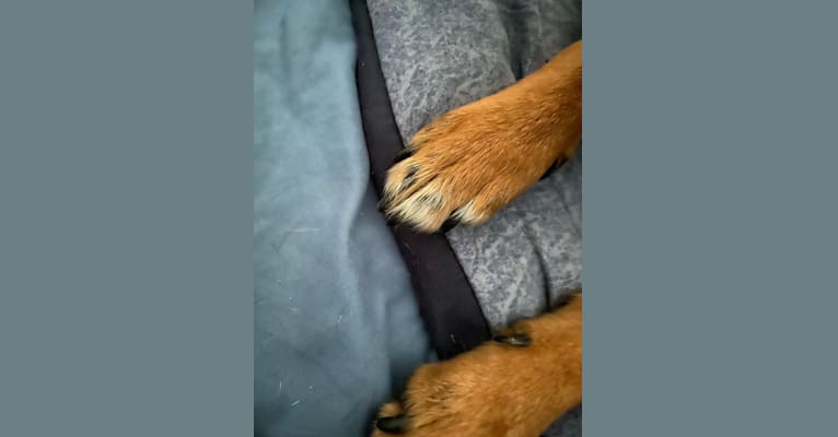 Sadie, a Chihuahua and Pomeranian mix tested with EmbarkVet.com