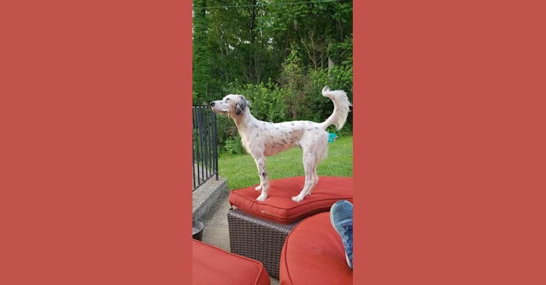 Photo of Lady, a Llewellin Setter  in Mt Airy, Maryland, USA