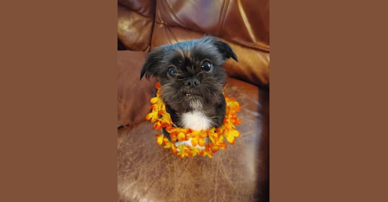 Embark Dog Dna Test Breed