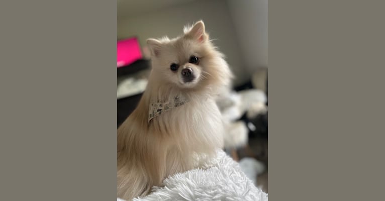 Koda, a Pomeranian tested with EmbarkVet.com