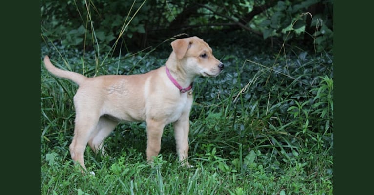Photo of Fizz, a Carolina Dog 