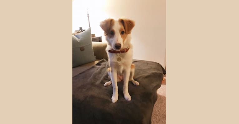Bailey, a Collie and Shetland Sheepdog mix tested with EmbarkVet.com