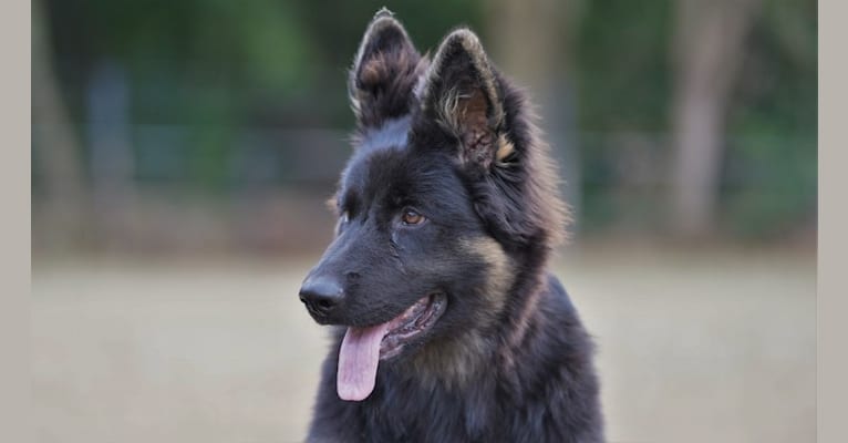 Vira-Mylou van El Dorado, a German Shepherd Dog tested with EmbarkVet.com