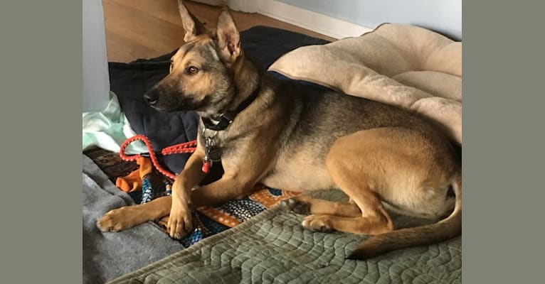 Formosan mountain dog german shepherd mix best sale