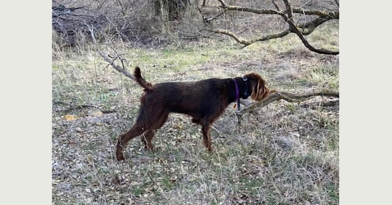 North Texas Terra, a Pudelpointer tested with EmbarkVet.com