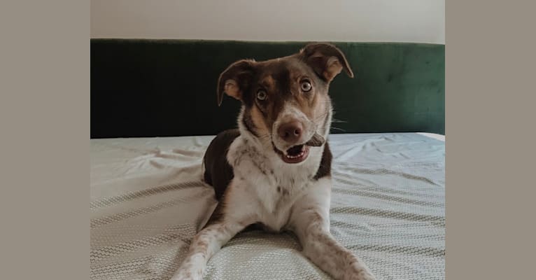 Nova, a Rat Terrier and German Shepherd Dog mix tested with EmbarkVet.com
