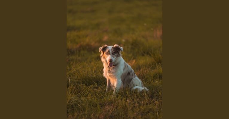 Spurs N Ashes, a Border Collie tested with EmbarkVet.com