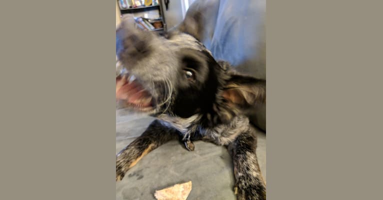 Odin 'stinky butt' Mussatti, an Australian Cattle Dog tested with EmbarkVet.com